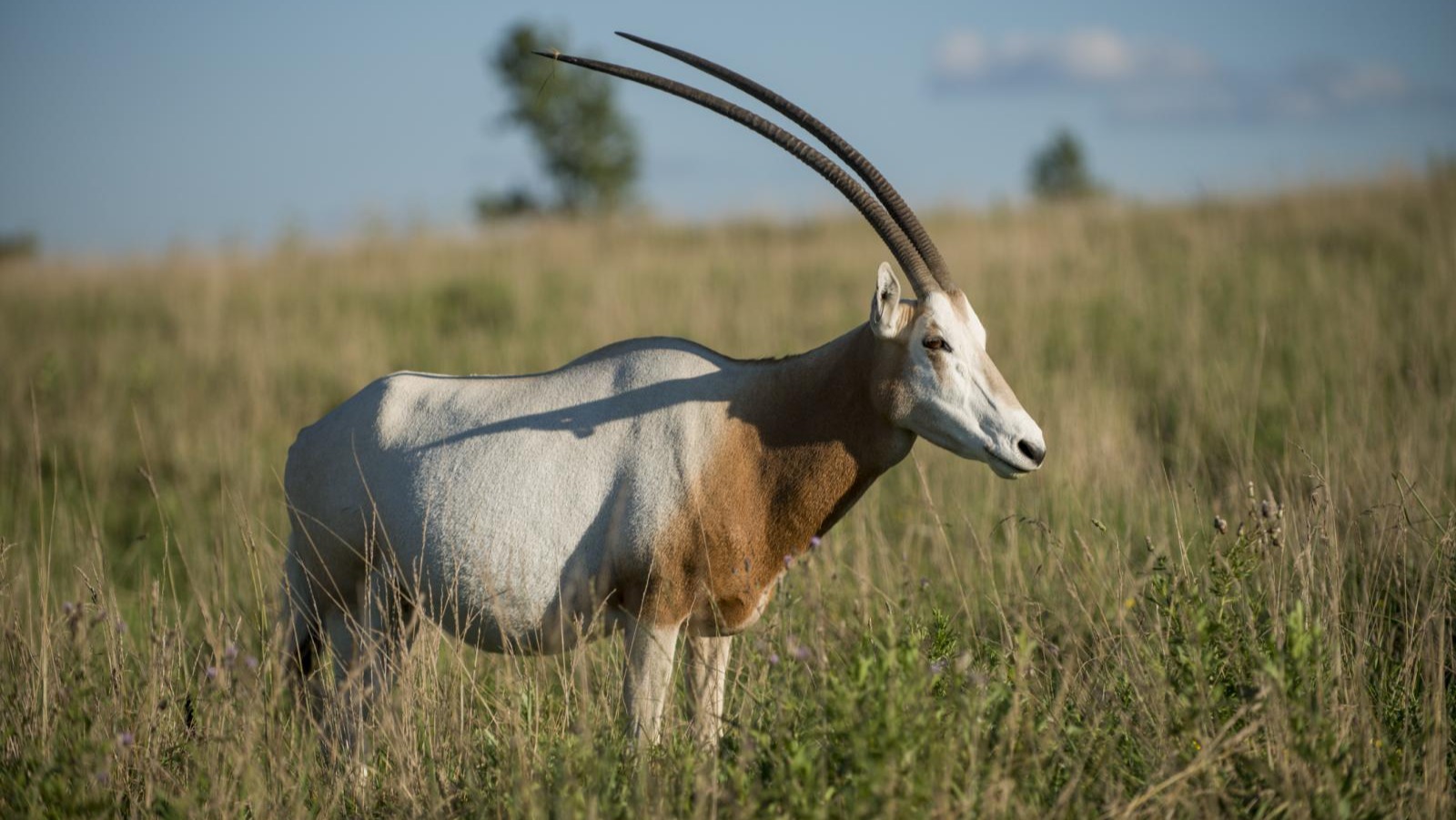 How Scimitar-Horned Oryx Are Restoring Balance to the Sahara's Degraded Grasslands